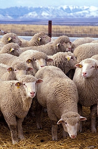 keves - sheep
